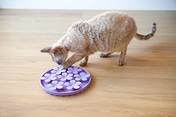 istock Young Curious Devon Rex Cat Eating from Purple Flower-Shaped Slow Feeder 2225266877