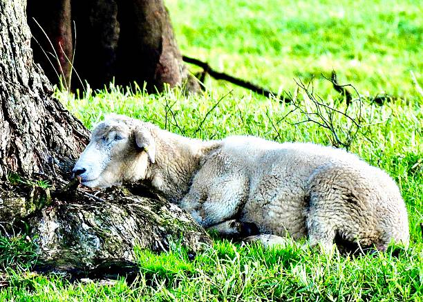 A close-up side view of a Sheep happily lying on the grass and resting her head on the root system of a tree, which is where the trunk extents outwards. It provides an elevated position which provides good drainage which makes it a comfy, warm spot to rest her head, no wonder she's looking so happy.  It was at Cornwall Park in Auckland,  a public park with farm animals