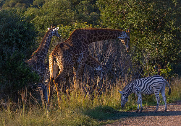 istock Giraffes and Zebra in South African Bushveld 2225268981