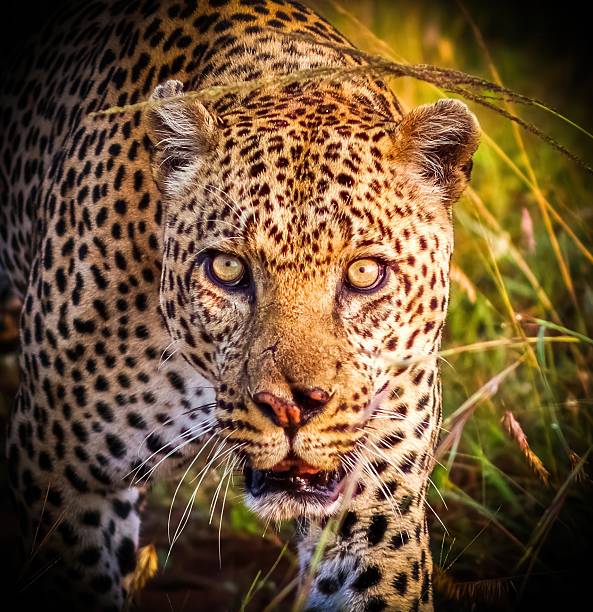 Mono leopard lies in bushes looking back
