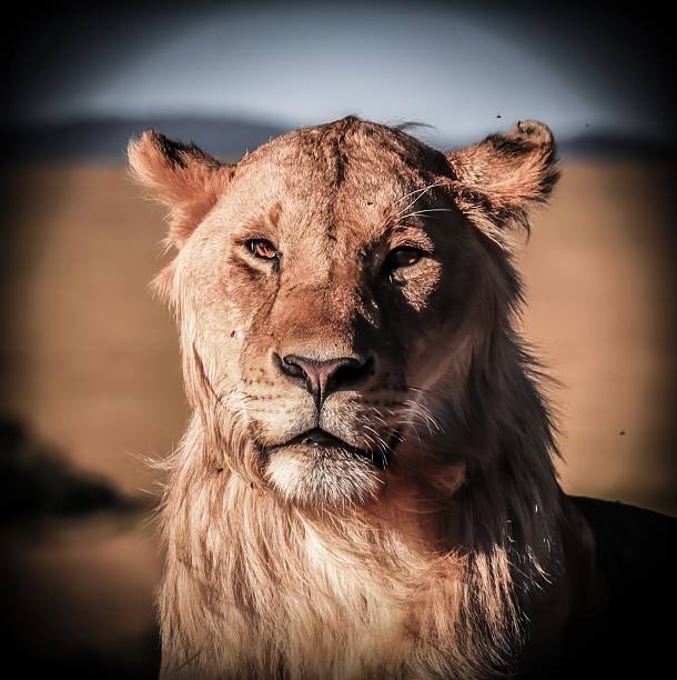 istock Lioness posing in the African savanna during sunset 2225269556