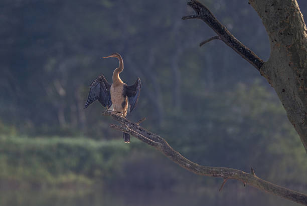 An African darter (Anhinga rufa) spreads its wings while perched on a dry tree branch over a calm water body in South Africa. This bird is known for its striking posture and snake-like neck.
