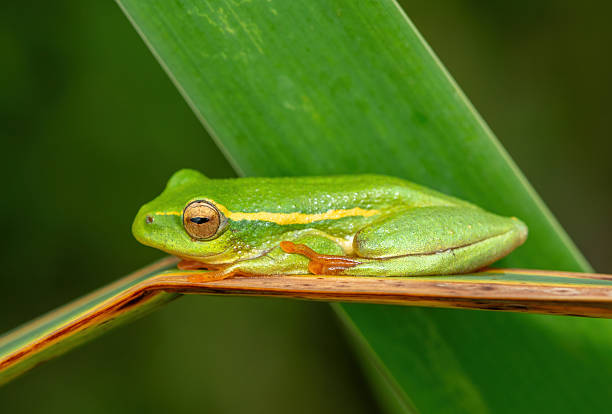 istock Yellow-striped Reed Frog (Hyperolius semidiscus) 2225269887