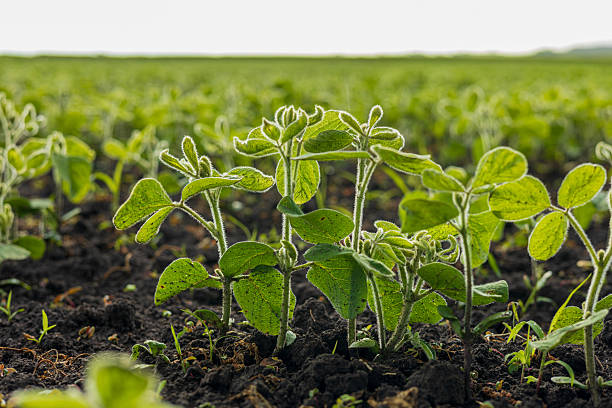 istock Young soybean plants are emerging from rich soil in a vast agricultural field while benefiting from ample sunlight in the growing season 2225270684