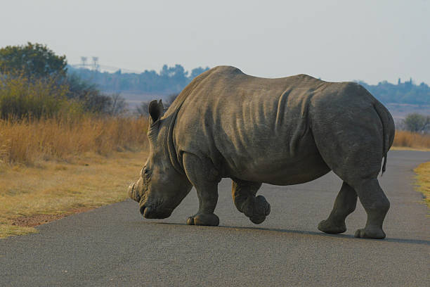 istock White Rhinoceros in Rietvlei nature reserve 2225271505
