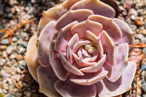 Pink succulent young view from above grows on stones