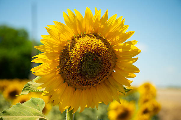 Macrophotography of a sunflower.