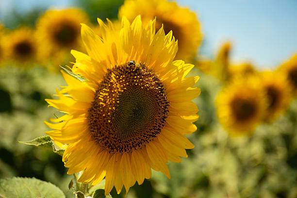 istock Close-up of a blooming sunflower 2225272149