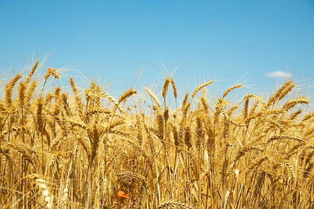 istock Golden wheat field 2225272216