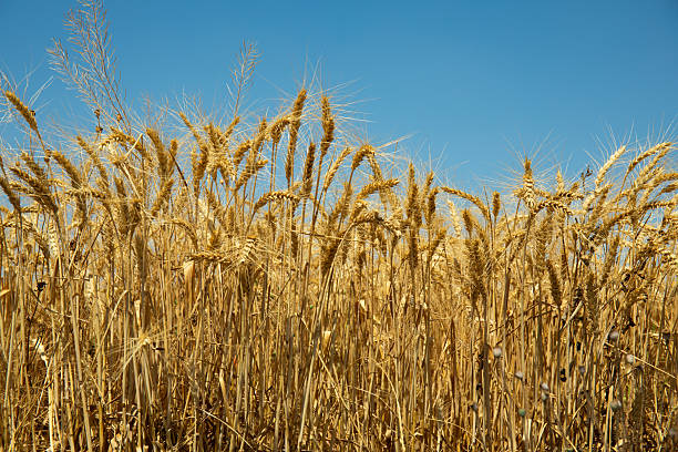istock Golden wheat field 2225272233