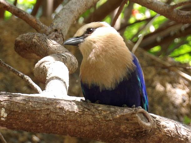 istock Brazilian bird 2225272270