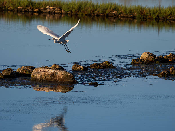 Tarquinia, Viterbo, Lazio, Italia:\nThe Tarquinia Salt Pans are a nature reserve in Lazio, near the Tarquinia Lido. They represent an area of great naturalistic, historical, and cultural value, where man and nature coexist in a unique environment.\nVarious bird species, both resident and migratory, live here, including greater flamingos, egrets, herons, and many others.
