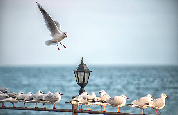 Seashore, coastal light, seagulls lined up, flying seagull, iron rod, horizon.