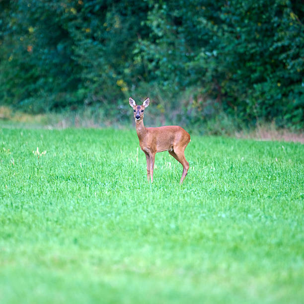 roedeer in a field at the end of the day