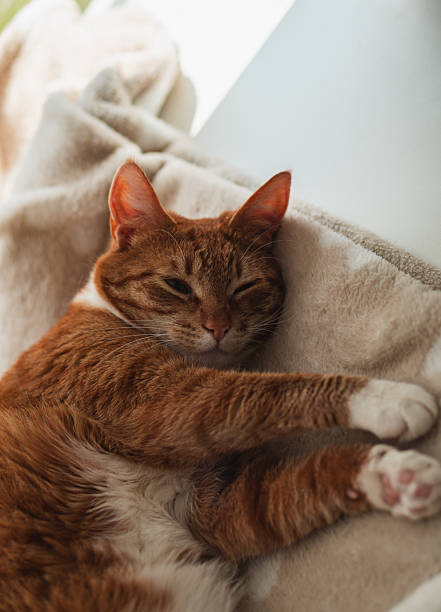 istock A cozy domestic scene featuring a ginger and white cat peacefully sleeping on a soft beige blanket near a sunlit window_07 2225276240