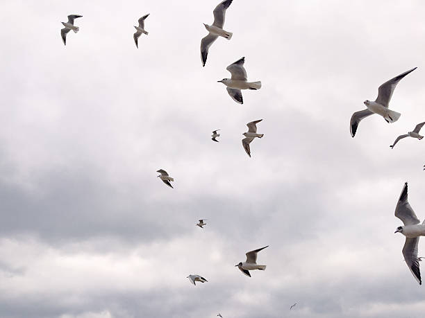 istock Seagulls Flying Against a Cloudy Sky at Coastal Location During Late Afternoon 2225276352