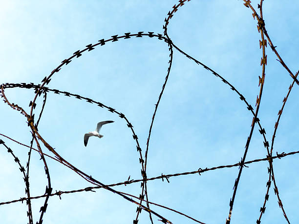Bird flying over barbed wire fence in blue sky, peace concept