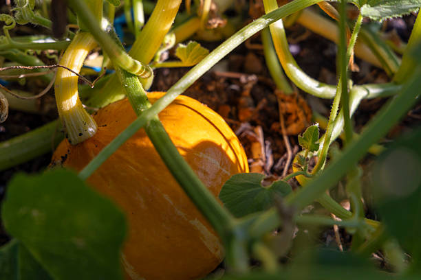 A pumpkin is sitting on the ground in a garden. The pumpkin is orange and has a stem.it is surrounded by green leaves