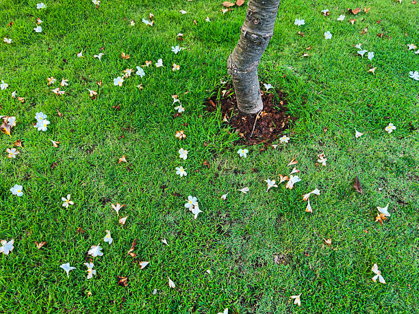 Plano detalle del suelo de un camino con flores en el suelo y arbusto delimitando el camino