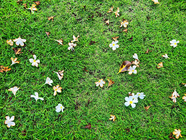 Fallen tree flowers on green grass land of public park in Bangkok, Thailand