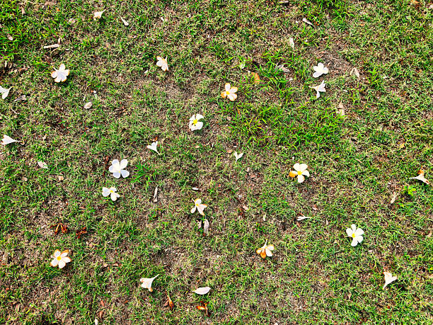 Fallen tree flowers on green grass land of public park in Bangkok, Thailand