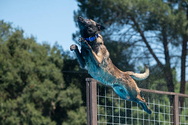 Brown Malinois dog jumping off a dock and tracking his toy to try and catch it