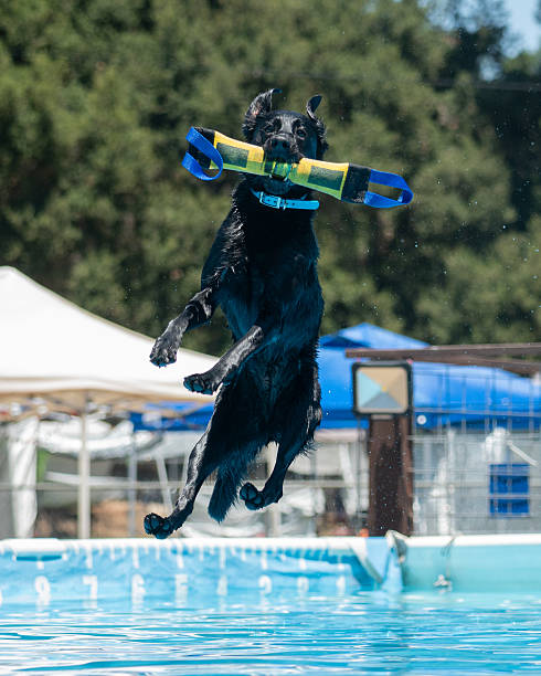 istock A black Labrador Retriever about to land vertical in a swimming pool 2225281454