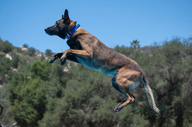 istock Belgian Malinois in mid-air after jumping off a dock 2225281483