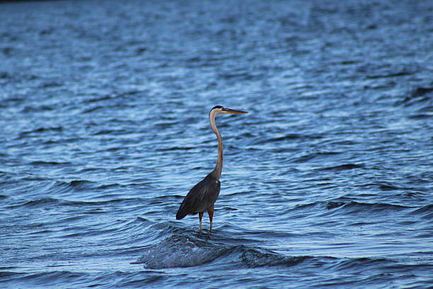 istock Heron sitting in the ocean 2225281562