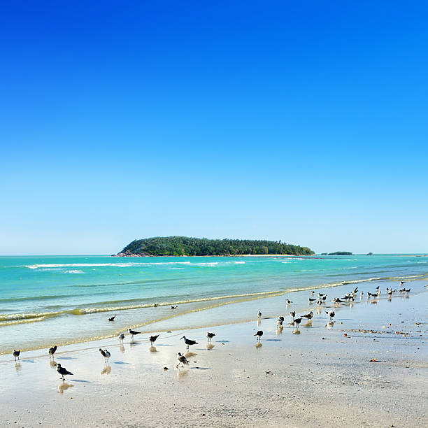 Empty tropical sandy beach in Koh Samui, Thailand