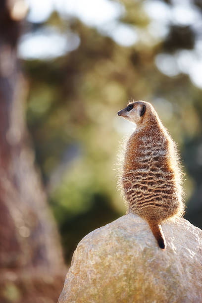 istock African Meerkat at sunset 2225283060