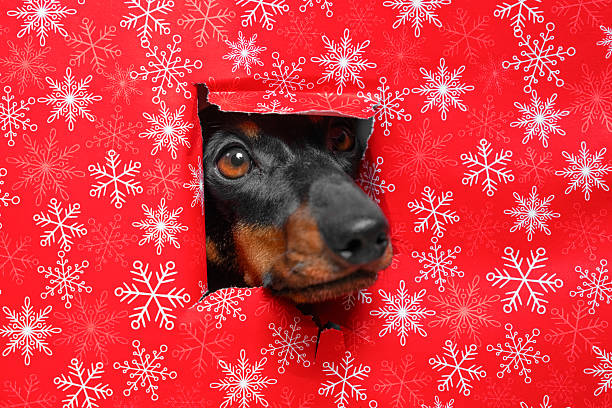 A playful dog peeks through a torn hole in festive red snowflake wrapping paper, capturing a moment of holiday curiosity and joy.