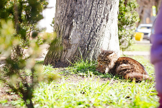 A fluffy tabby cat enjoys a peaceful moment beside a tree basking in the warm sunlight The setting is a serene urban environment with a blurred background.