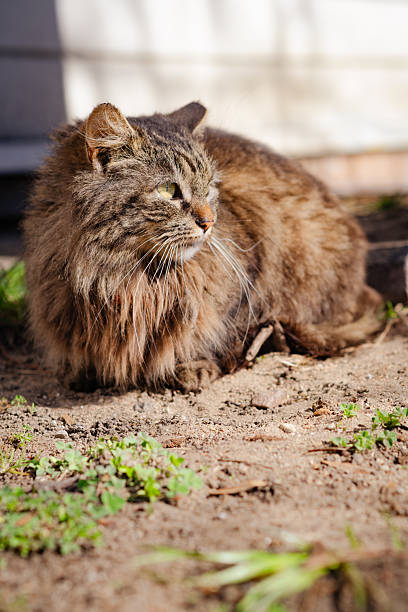 istock A fluffy cat with striking eyes sits quietly on the ground near a tree surrounded by grass in a warm sunlit outdoor space The peaceful setting is vibrant with nature 2225286132