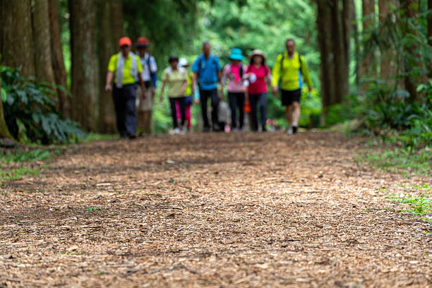A group of hikers are walking on a leaf-covered forest path, surrounded by tall trees.