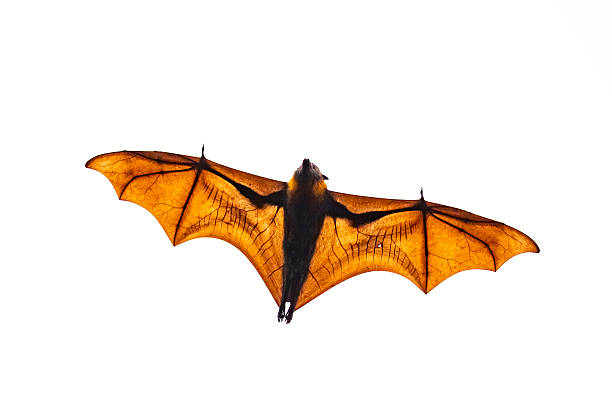 istock A flying fox (Pteropus spp.) soaring overhead, isolated against a white background with sunlight illuminating the delicate membrane of its outstretched wings 2225286825