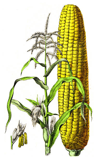 Original chromolithograph from Atlas d’histoire naturelle – Végétaux, published by J. F. Schreiber and based on the work of Moritz Willkomm with text by J. Groenland. The plate forms part of a series illustrating plant species for botanical study.