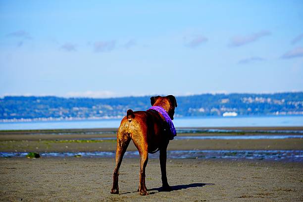 Brindle Boxer dog wearing a purple scarf stares out into the water from the beach sand anticipating jumping into the lake; blue sky with light clouds can be seen