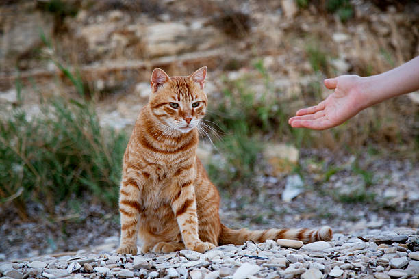 Ginger cat sitting on pebbles near an outstretched hand in Athens, Greece