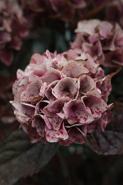 istock Dry pink and white hydrangea with speckled petals blooming in a garden 2225291354