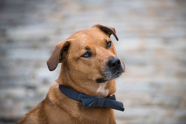 Mixed breed dog canine rescue pet portrait phography