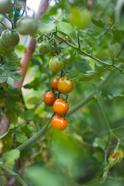 istock Ripe and unripe cherry tomatoes growing on vine in garden 2225291468