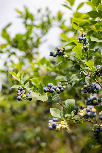 istock Fresh ripe blueberry clusters on a bush 2225291537