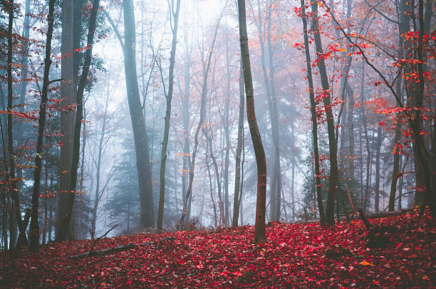 Beautiful mystic colorful forest in autumn in Zürich, Zurich, Switzerland