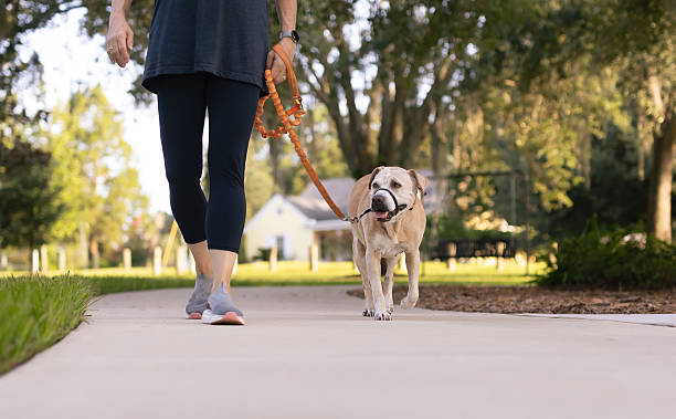 istock Woman in workout clothes walking leashed dog on sidewalk in park 2225291733