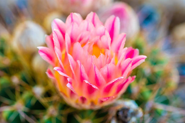 Pink cactus flower in bloom
