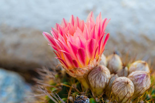 A flowering cactus in Tucson, Arizona in Tucson, Arizona, United States