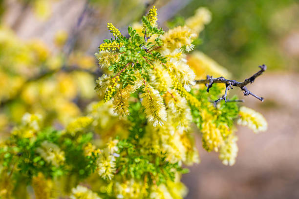 A flowering plants in Tucson, Arizona in Tucson, Arizona, United States