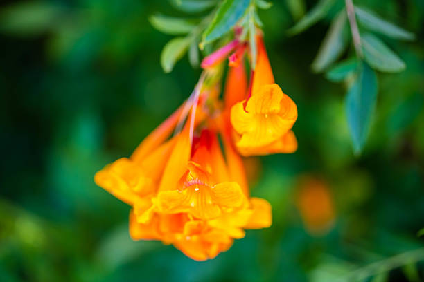 A flowering plants in Tucson, Arizona in Tucson, Arizona, United States