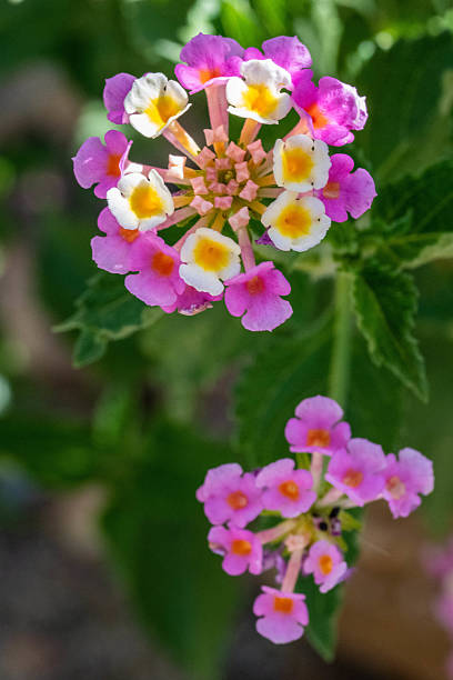 istock A flowering plants in Tucson, Arizona 2225291861